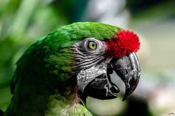 portrait of a parrot