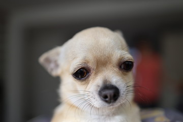 portrait of a mini chihuahua dog