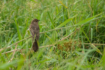 Plaintive Cuckoo / Cacomantis merulinus