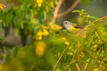 Annam Sunbird / Aethopyga gouldiae annamensis