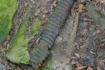 garbage from a piece of an old black dirty hose on gray and green earth in nature