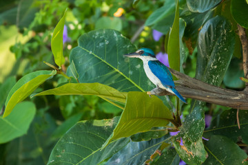 Collared Kingfisher / Todiramphus chloris