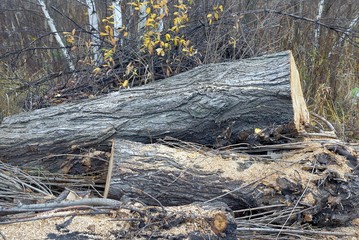 two large gray cut logs from poplar tree on nature in the forest