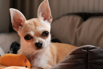 Mini beige chihuahua dog, closeup portrait puppy