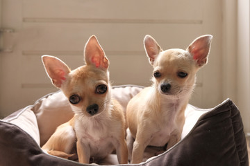 Two cute mini chihuahua dogs in bed