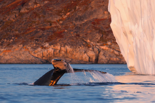 Humpback whale (Megaptera novaeangliae) fluke diving in front of a massive iceberg during golden hour in Disko Bay, Greenland.