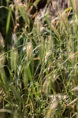 green grass with dew