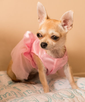 Beautiful chihuahua pup in pink dress