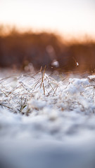 Grass covered in snow in a cold winter forest with a sunset backdrop