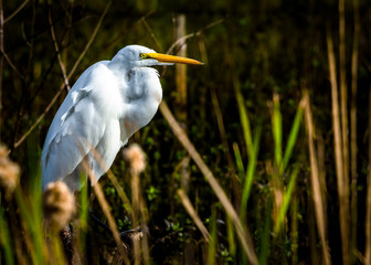 Great Egret perched among the cattails!