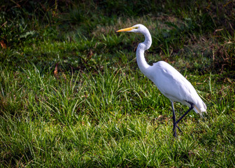 Great White Egret in the grass!