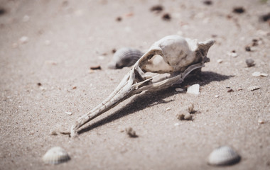 skull of a dead bird on a background of gray lifeless sand in the desert. Ecology and extinction of species