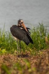 Lesser Adjutant / Leptoptilos javanicus