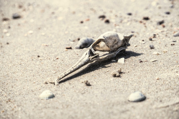 skull of a dead bird on a background of gray lifeless sand in the desert. Ecology and extinction of species