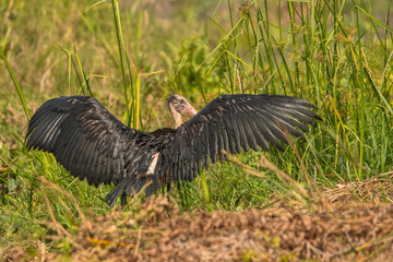Lesser Adjutant / Leptoptilos javanicus