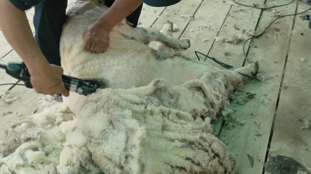 Men shearer shearing sheep at agricultural show in competition. The process by which wool fleece of a sheep is cut off. Electric professional sheep manual hair clipper sheep cutting shearing machine.