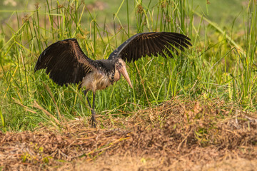 Lesser Adjutant / Leptoptilos javanicus