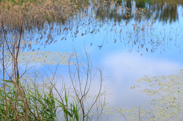 Rural scene with a small pond, foreground focus. A small pond in dim lighting, closer to evening. Water surface, that adorned by herbs, reflects sky
