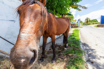 Horse eating Hay in the streets of a small Cuban Town during a vibrant sunny day. Taken in...