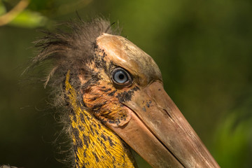 Lesser Adjutant / Leptoptilos javanicus