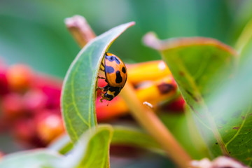 Macro Photography Ladybug Sitting on a azalea bushes leaf on a warm spring morning in Florida Insect beetle the Harmonia axyridis commonly know as the Asian lady beetle 