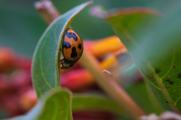 Macro Photography Ladybug Sitting on a azalea bushes leaf on a warm spring morning in Florida Insect beetle the Harmonia axyridis commonly know as the Asian lady beetle 