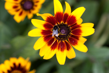 bee on yellow flower. macro