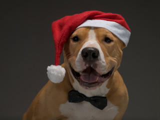 Christmas Staffordshire Terrier in Santa Claus red Santa hat