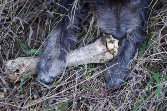 Black dog gnawing on large animal bone - 01