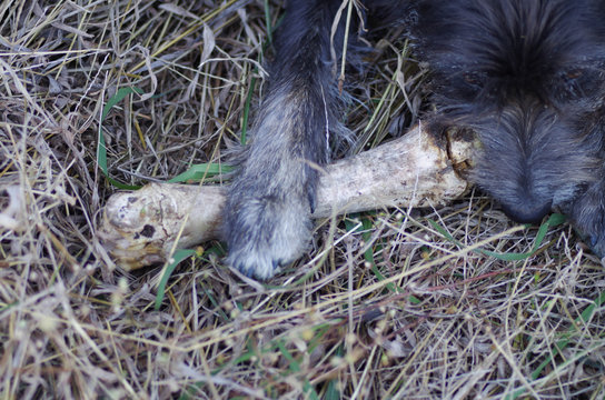 Back dog gnawing on large animal bone - 02