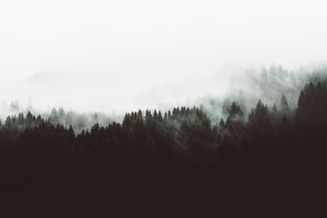 Fototapeta premium Moody forest landscape with fog and mist