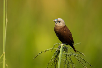 White-headed Munia / Lonchura maja