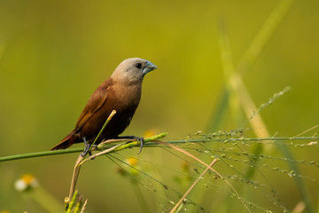 White-headed Munia / Lonchura maja