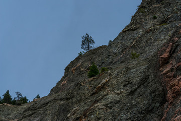 Lonesome Trees