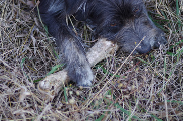 Black dog gnawing on large animal bone - 03