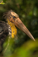 Lesser Adjutant / Leptoptilos javanicus