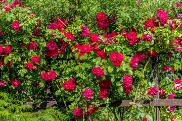Fototapeta na wymiar roses large bush with many red flowers and green leaves in the garden in the summer sun Full frame zoom