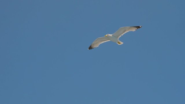 Seagull gliding in blue sky. Travel trends. Two seagulls soaring in blue sky. Soaring Seagull in the Sky. Seagull soars slowly using headwind against the backdrop of a clear sky