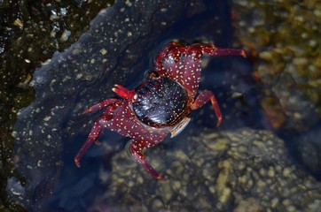Galapagos Crab on wet dark grey rock