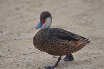 White-cheeked pintail walking on sandy coast 