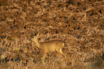 Single roe on the field