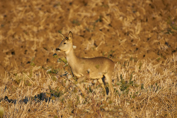 Roe posing for the photographer