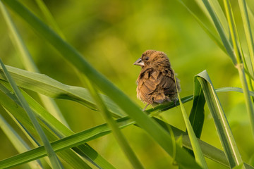 A cute bird on a beautiful background. Scaly-breasted Munia / Lonchura punctulata