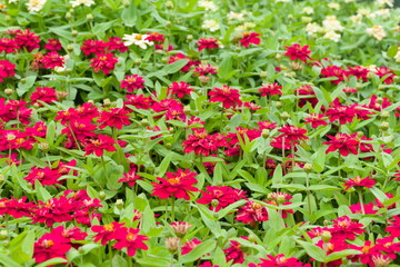 red flowers in the garden