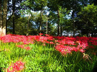 flowers in the garden