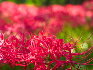 red flower in the garden