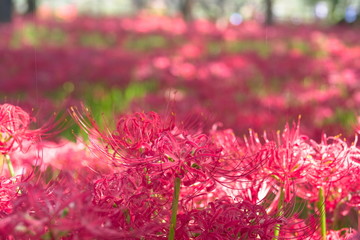 flowers in the garden