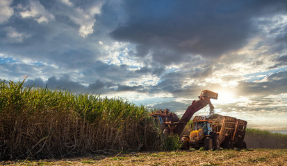 Fototapeta na wymiar Sugar cane hasvest plantation
