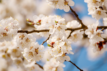 Apricot tree blossoms