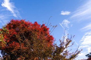 autumn leaves on blue sky
